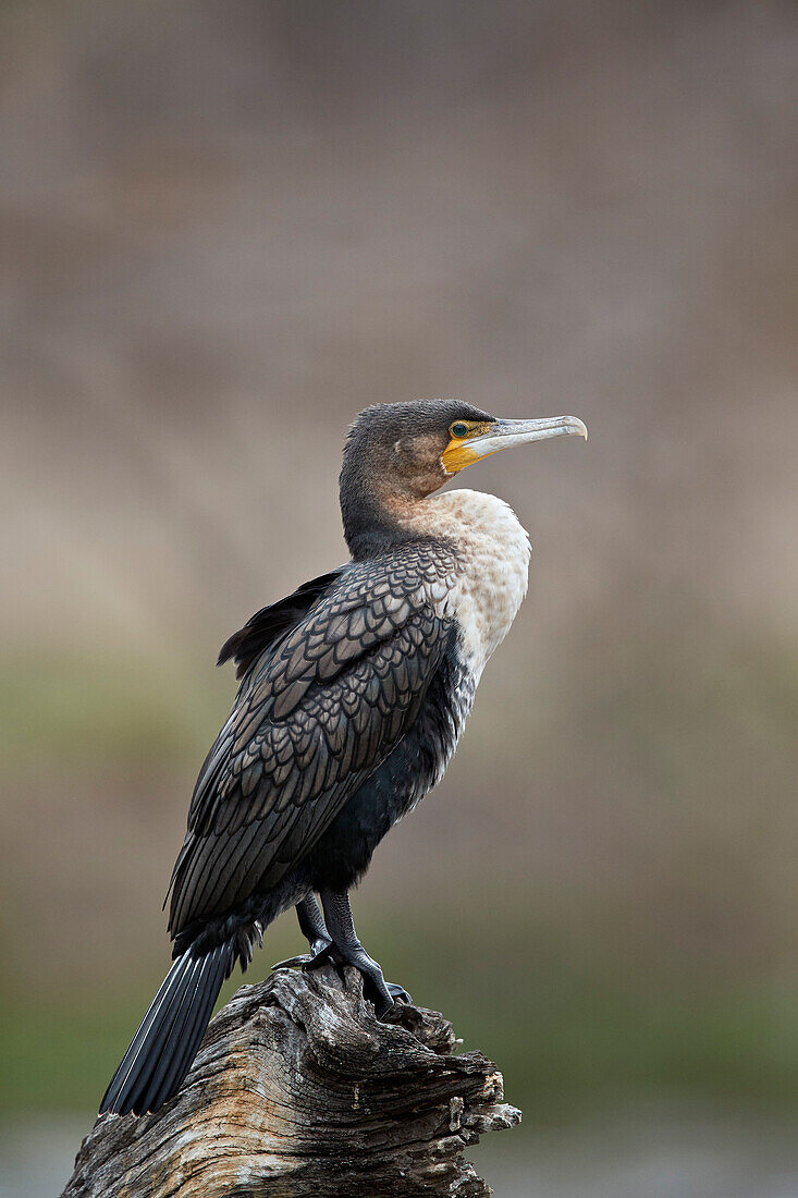 Weißbrustkormoran ,Phalacrocorax lucidus, juvenil, Krüger Nationalpark, Südafrika, Afrika