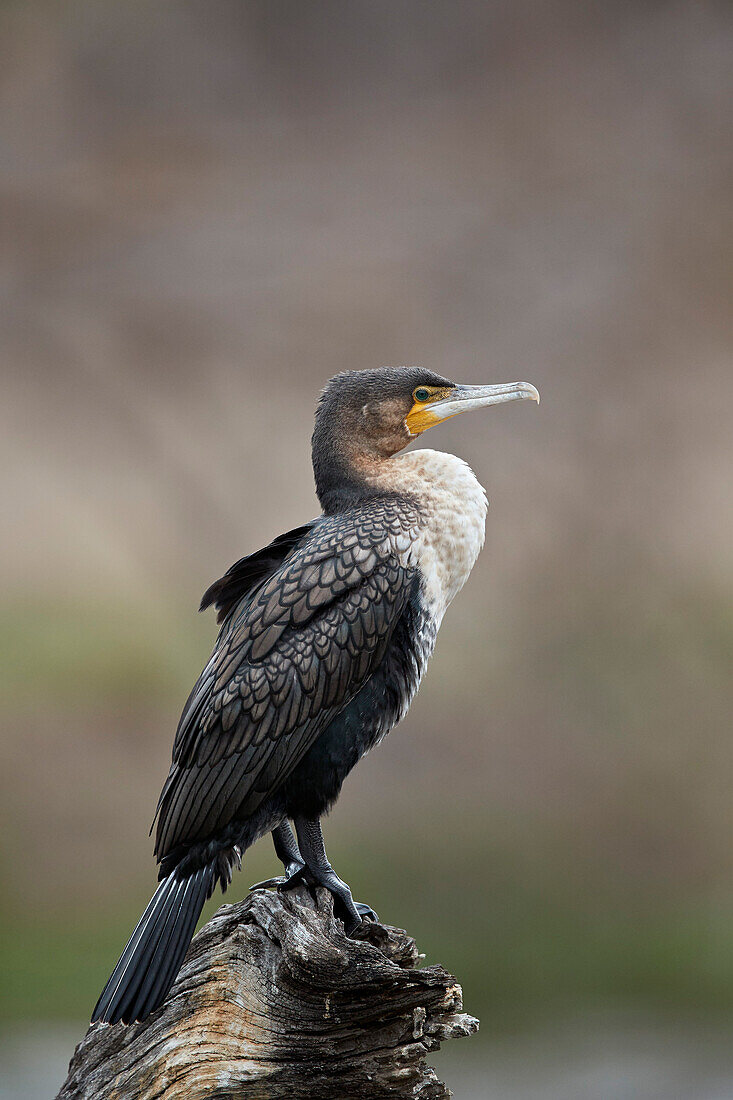 White-breasted cormorant ,Phalacrocorax lucidus, juvenile, Kruger National Park, South Africa, Africa