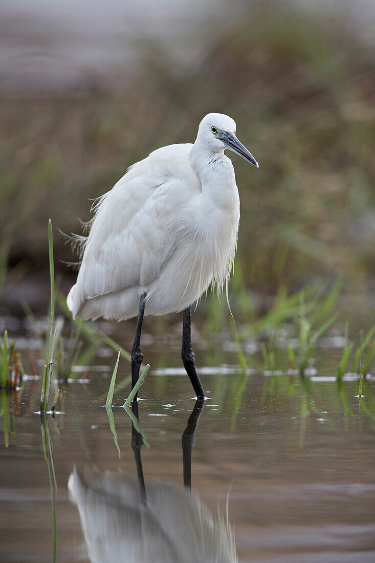 Seidenreiher ,Egretta garzetta, Krüger Nationalpark, Südafrika, Afrika