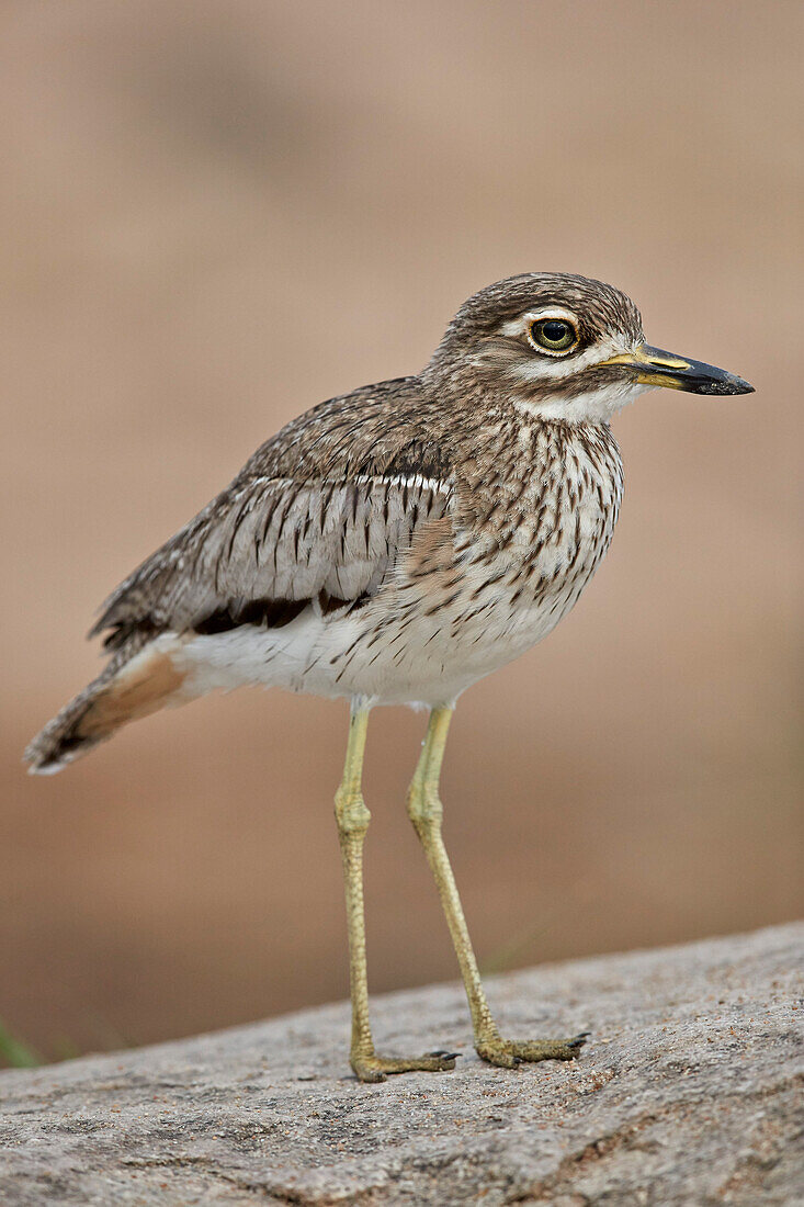 Wasser Dickknee ,Wasser Dikkop, ,Burhinus Vermiculatus, Krüger Nationalpark, Südafrika, Afrika