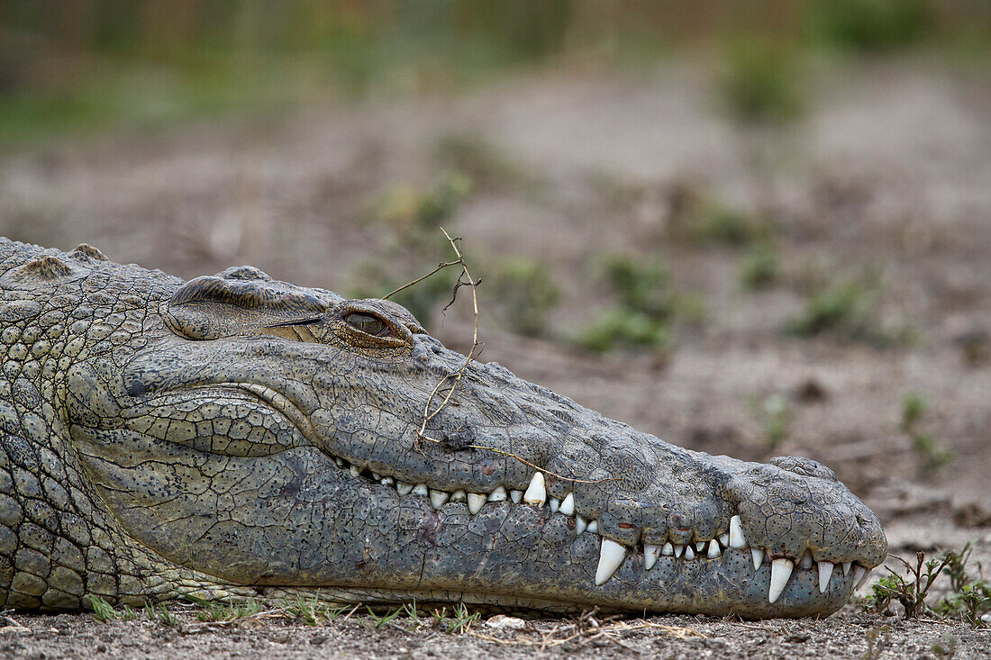 Nilkrokodil ,Crocodylus niloticus, Krüger Nationalpark, Südafrika, Afrika