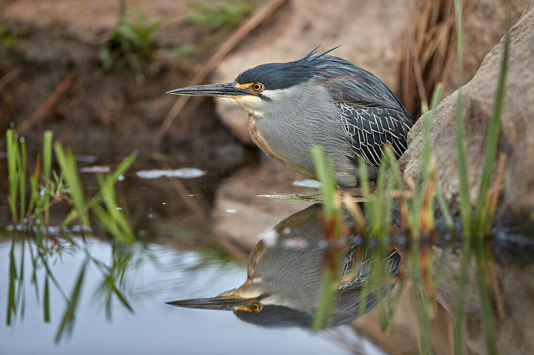 Green-backed heron ,striated heron, ,Butorides striatus, Kruger National Park, South Africa, Africa