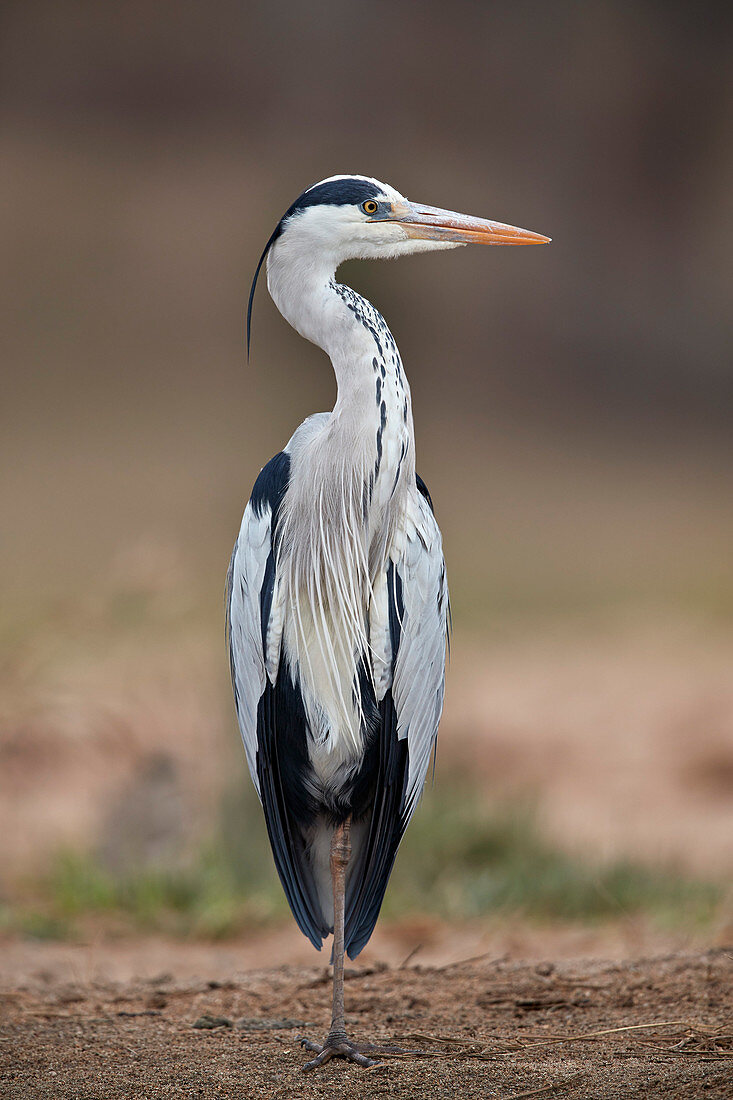 Graureiher ,Graureiher, ,Ardea cinerea, Krüger Nationalpark, Südafrika, Afrika