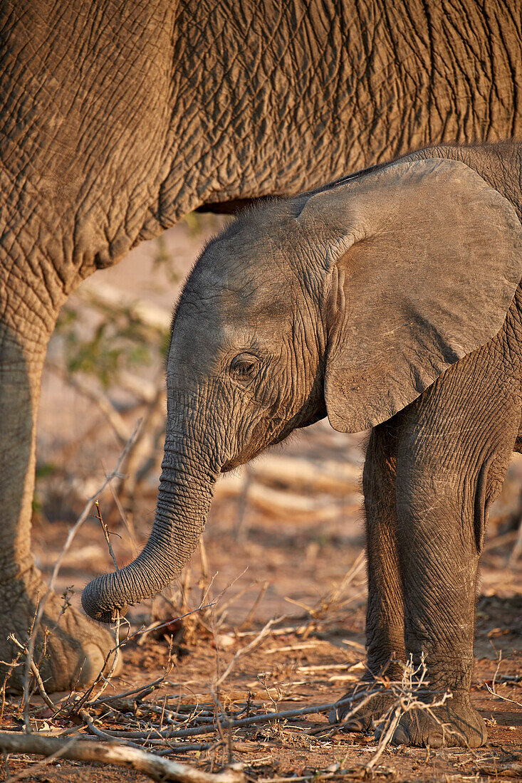 Baby des afrikanischen Elefanten ,Loxodonta africana, Kruger Nationalpark, Südafrika, Afrika