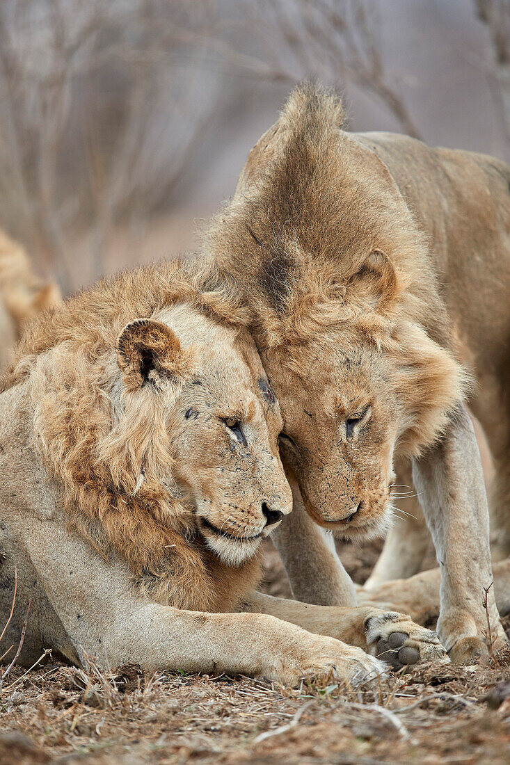 Zwei Löwen ,Panthera Leo, begrüßen einander, Kruger National Park, Südafrika, Afrika