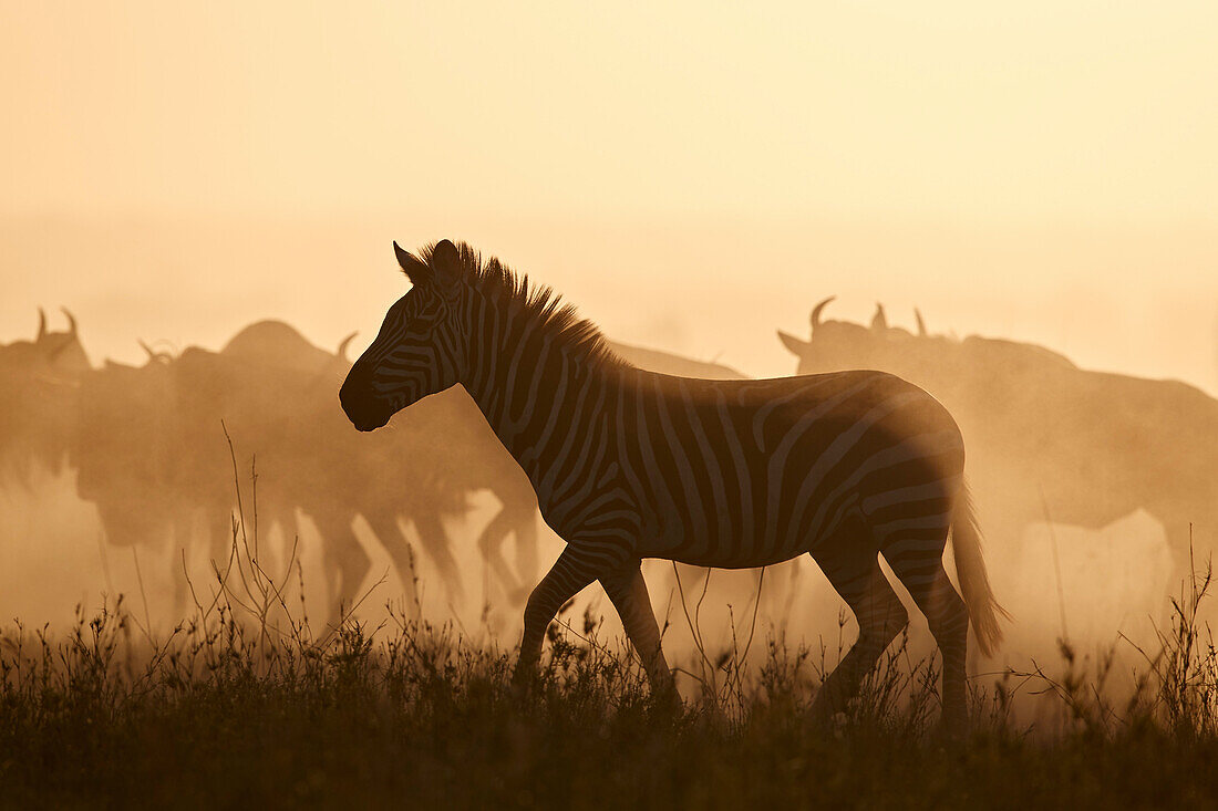Die Migration, gemeinsame Zebra ,Equus burchelli, und Streifengnus ,Connochaetes taurinus, Serengeti Nationalpark, Tansania, Ostafrika, Afrika