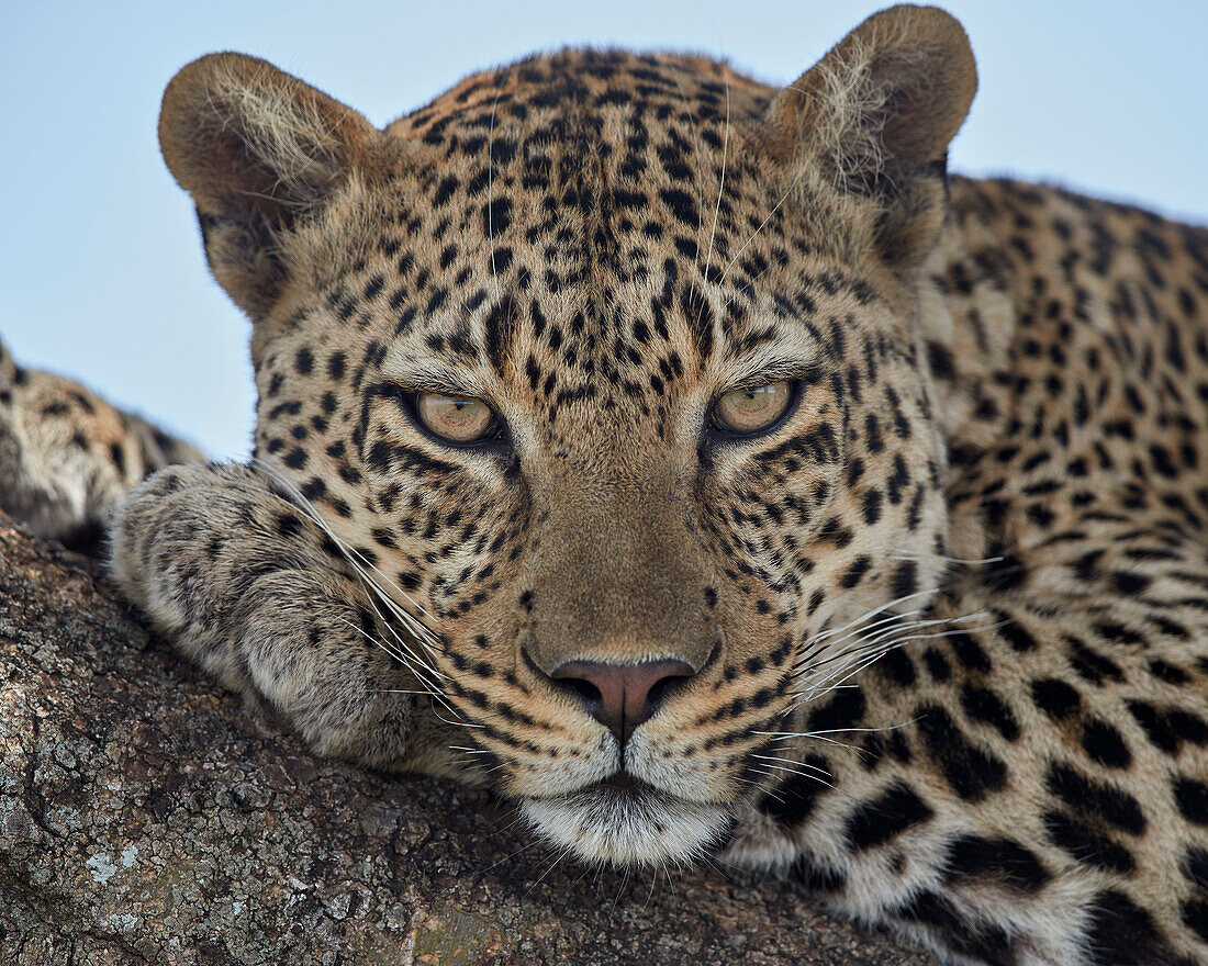 Leopard ,Panthera pardus, Serengeti National Park, Tanzania, East Africa, Africa