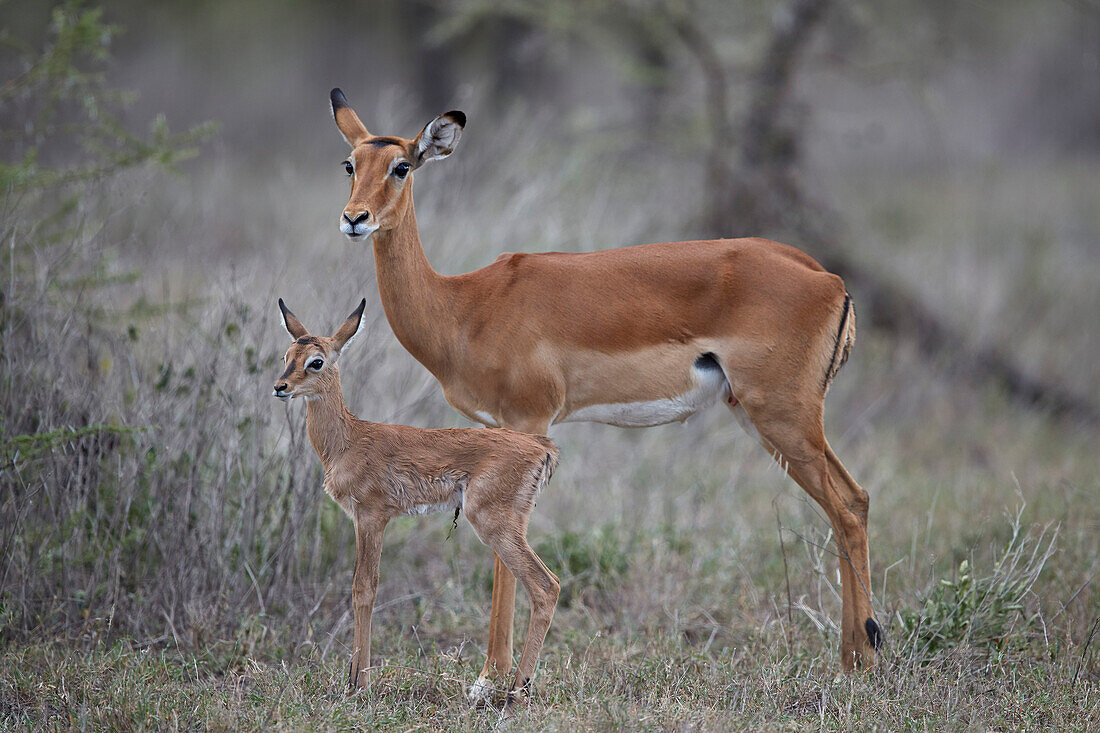 Impala ,Aepyceros melampus, doe and minutes-old calf, Ngorongoro Conservation Area, Tanzania, East Africa, Africa