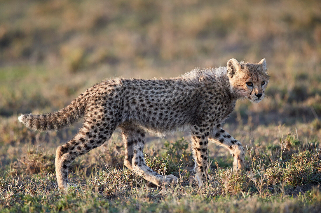 Cheetah ,Acinonyx jubatus, cub, Ngorongoro Conservation Area, Tanzania, East Africa, Africa