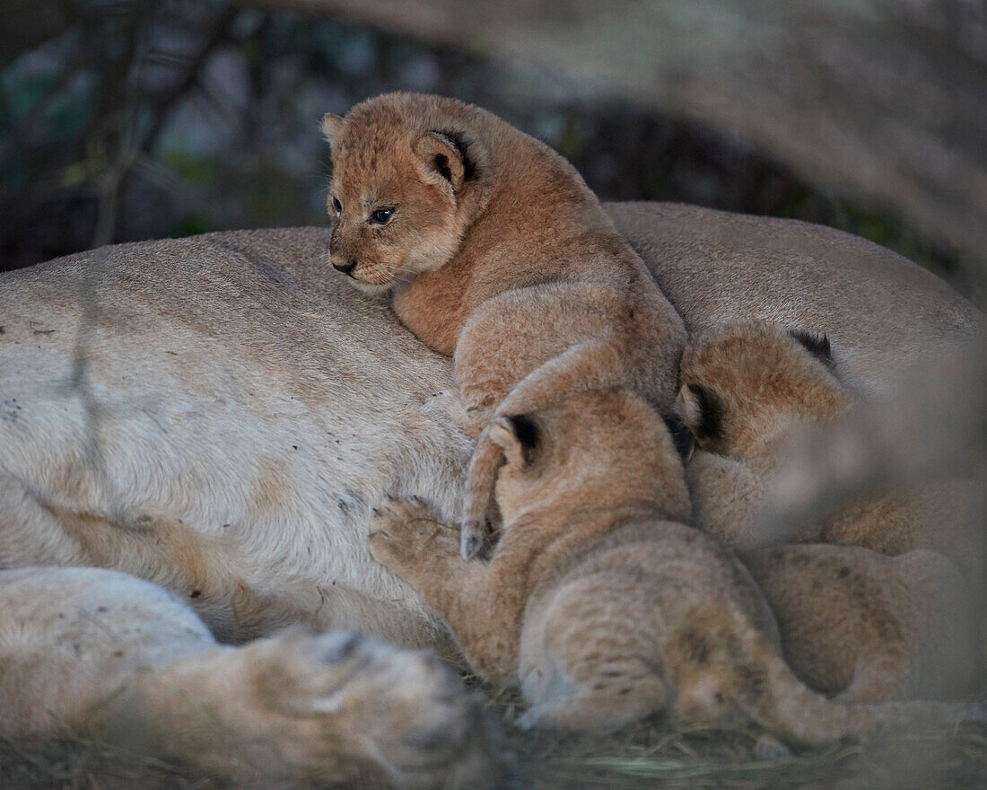 Lion ,Panthera leo, cubs about four weeks old, Ngorongoro Conservation Area, Tanzania, East Africa, Africa