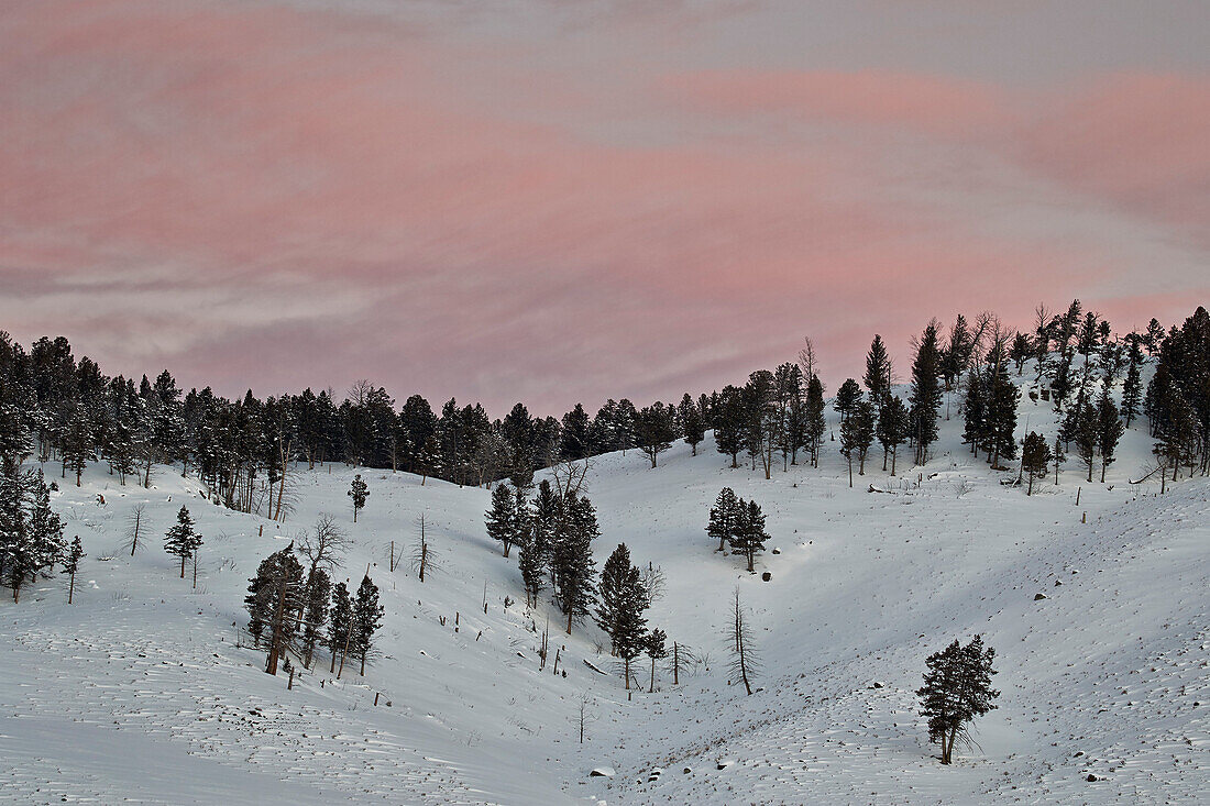 Rosa Wolken im Morgengrauen im Winter, Yellowstone-Nationalpark, UNESCO-Weltkulturerbe, Wyoming, Vereinigte Staaten von Amerika, Nordamerika