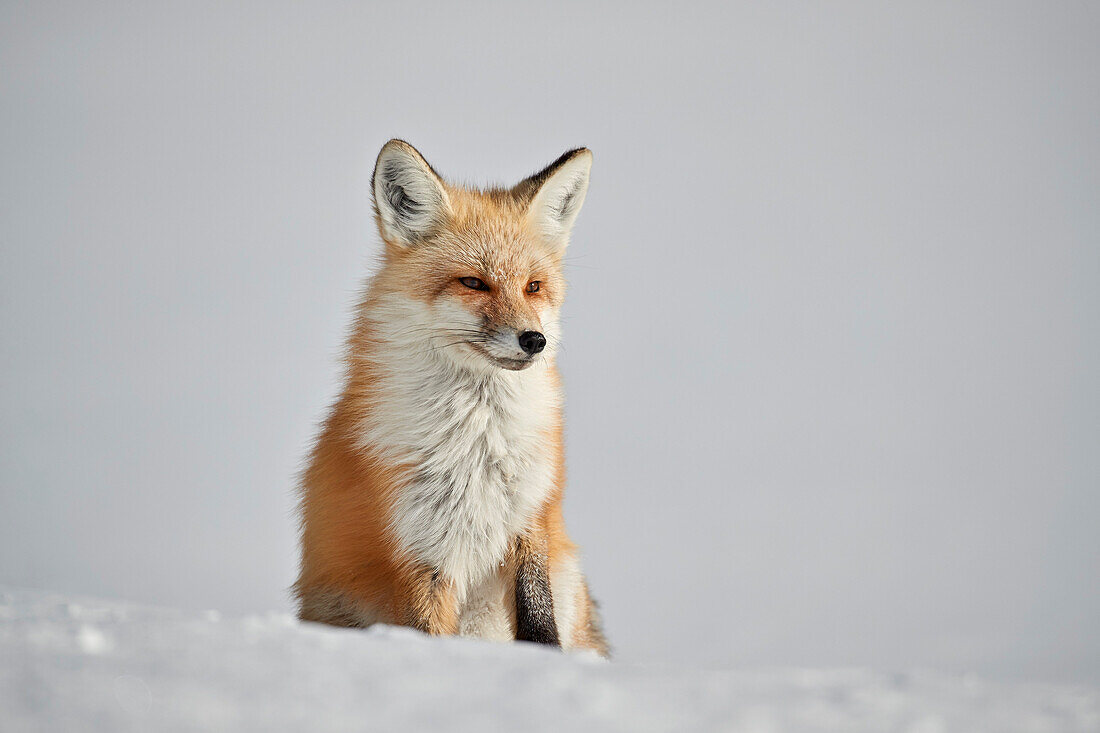 Rotfuchs ,Vulpes vulpes, ,Vulpes fulva, im Schnee im Winter, Grand Teton Nationalpark, Wyoming, Vereinigte Staaten von Amerika, Nordamerika