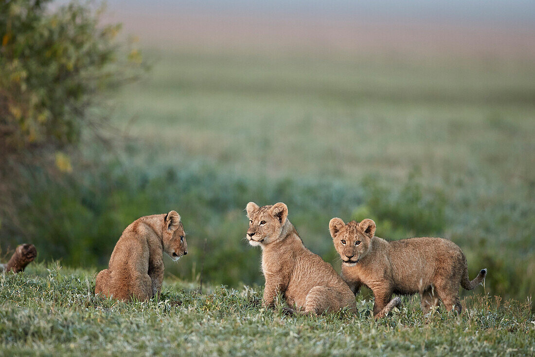 Drei Löwenbabys ,Panthera leo, Ngorongoro-Krater, Tansania, Ostafrika, Afrika