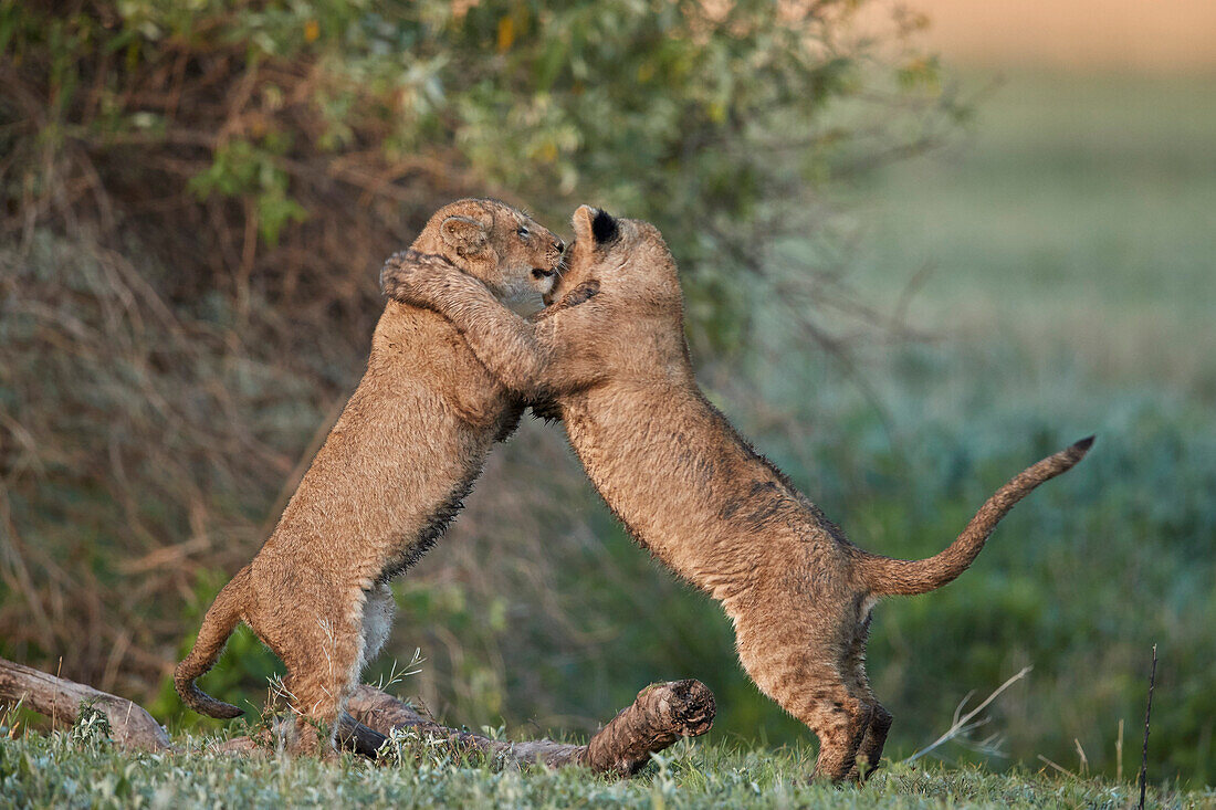 Two lion ,Panthera leo, cubs playing, Ngorongoro Crater, Tanzania, East Africa, Africa