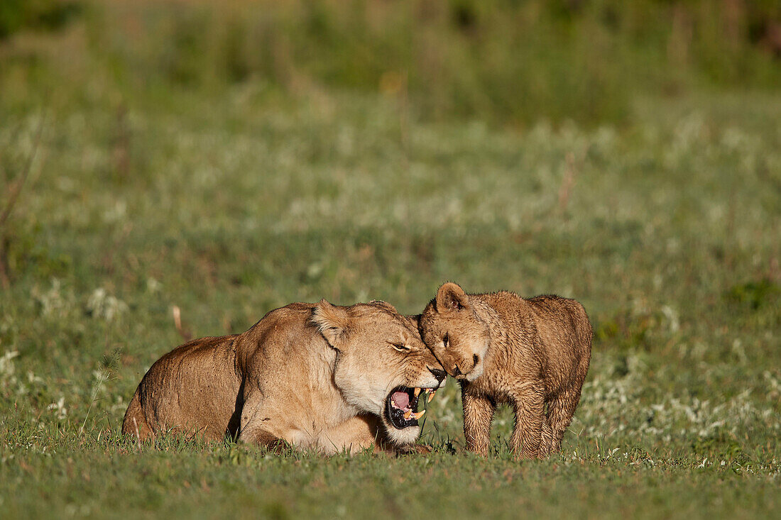 Lion ,Panthera leo, cub rubbing against its mother, Ngorongoro Crater, Tanzania, East Africa, Africa