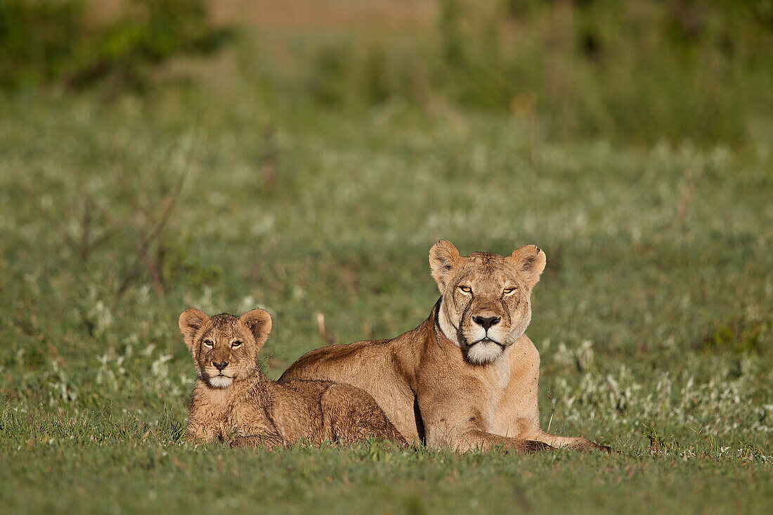 Löwe ,Panthera Leo, Jungtier und seine Mutter, Ngorongoro-Krater, Tansania, Ostafrika, Afrika