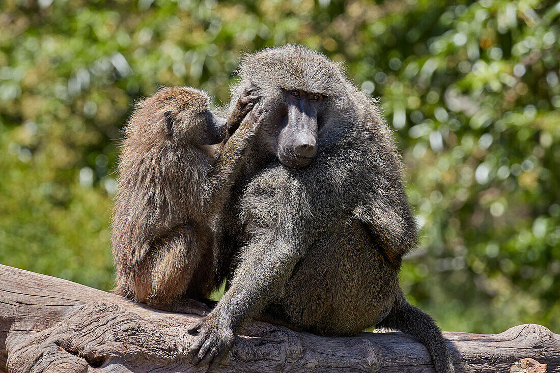 Olive Baboon ,Papio cynocephalus anubis, juvenile grooming an adult male, Ngorongoro Crater, Tanzania, East Africa, Africa