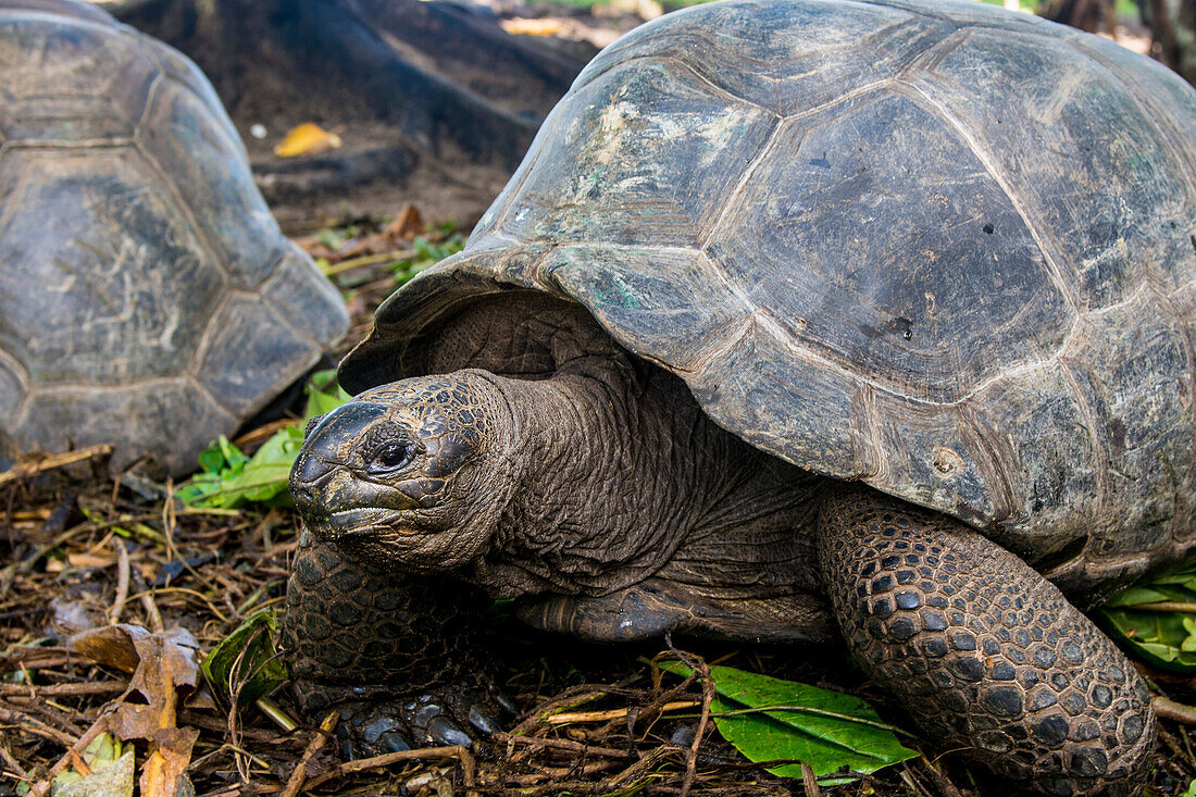 Aldabra giant Seychelles tortoise ,Aldabrachelys gigantea, Anse Takamaka, Mahe, Republic of Seychelles, Indian Ocean, Africa