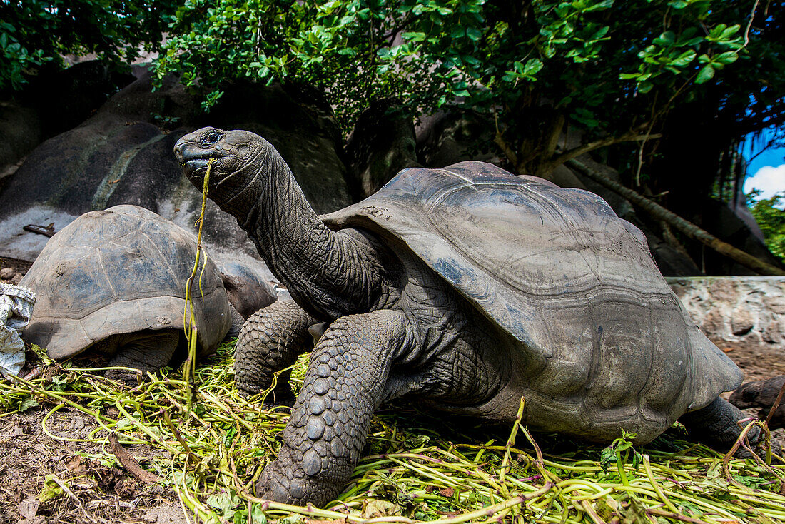 Giant Aldabra Seychelles tortoise ,Aldabrachelys gigantea, Union Estate Park, La Digue, Republic of Seychelles, Indian Ocean, Africa