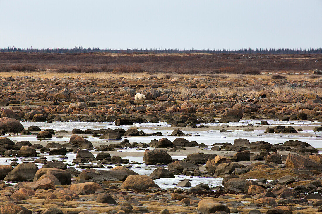 Alert polar bear ,Ursus maritimus, on the rocky, sub-arctic shoreline of the Hudson Bay north of Churchill in Manitoba, Canada, North America