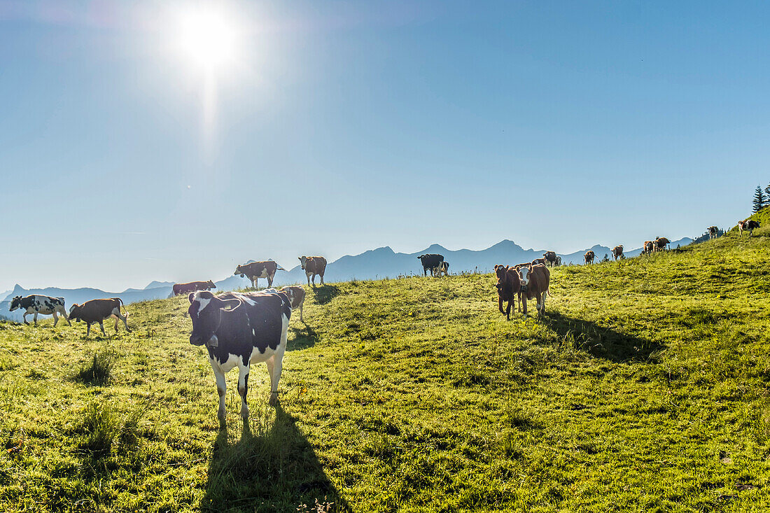 Kühe und Berglandschaft bei Chatel-Saint-Denis, Gruyère, Kanton Freiburg, Schweiz
