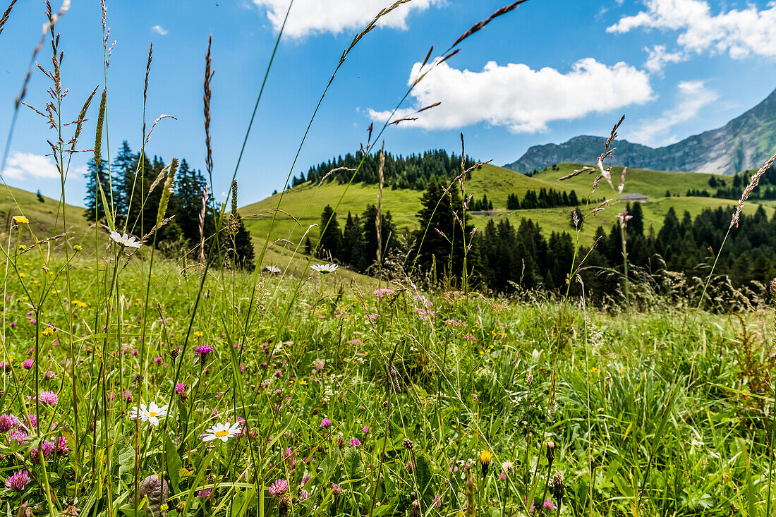 Berglandschaft bei Chatel-Saint-Denis, Gruyère, Kanton Freiburg, Schweiz