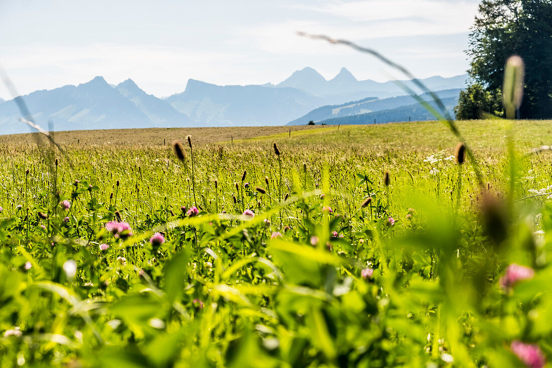 mountains near Chatel-Saint-Denis, Gruyere, Kanton Fribourg, Switzerland