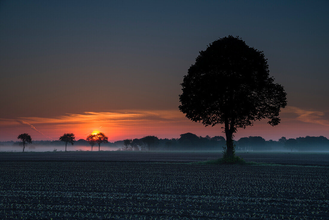 Baum auf Feld im Nebel bei Sonnenaufgang, Priemelsfehn, Friedeburg, Wittmund, Ostfriesland, Niedersachsen, Deutschland