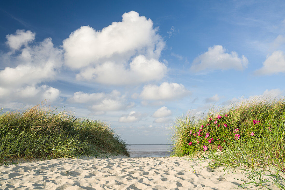 Dune path at the German North Sea, Wattenmeer National Park, Schillig, Wangerland, Landkreis Friesland, Lower Saxony, Germany