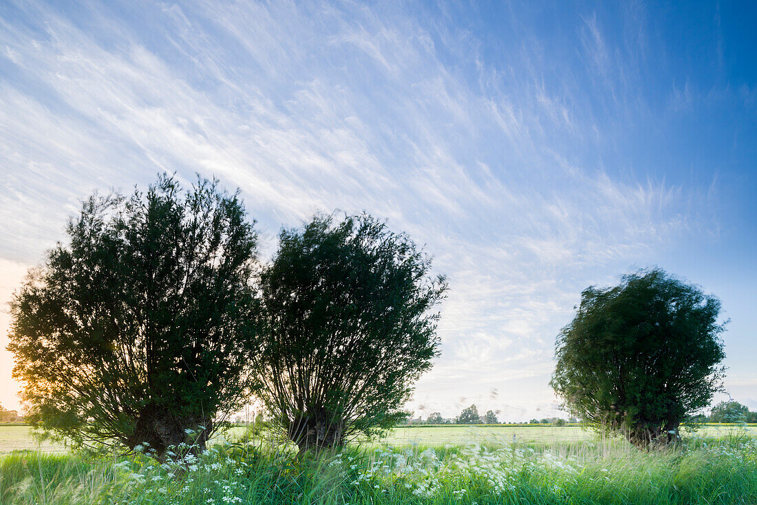 Kopfweiden am Feld im Abendlicht, Accum, Schortens, Landkreis Friesland, Niedersachsen, Deutschland