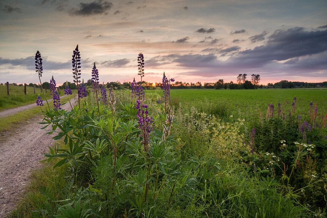 Lupine at field with dirt road at sunset, Hatten, Oldenburg, Wildeshauser Geest, Lower Saxony, Germany