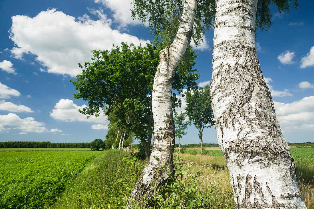 Birch trees at field, Bentstreek, Friedeburg, Wittmund, Ostfriesland, Lower Saxony, Germany