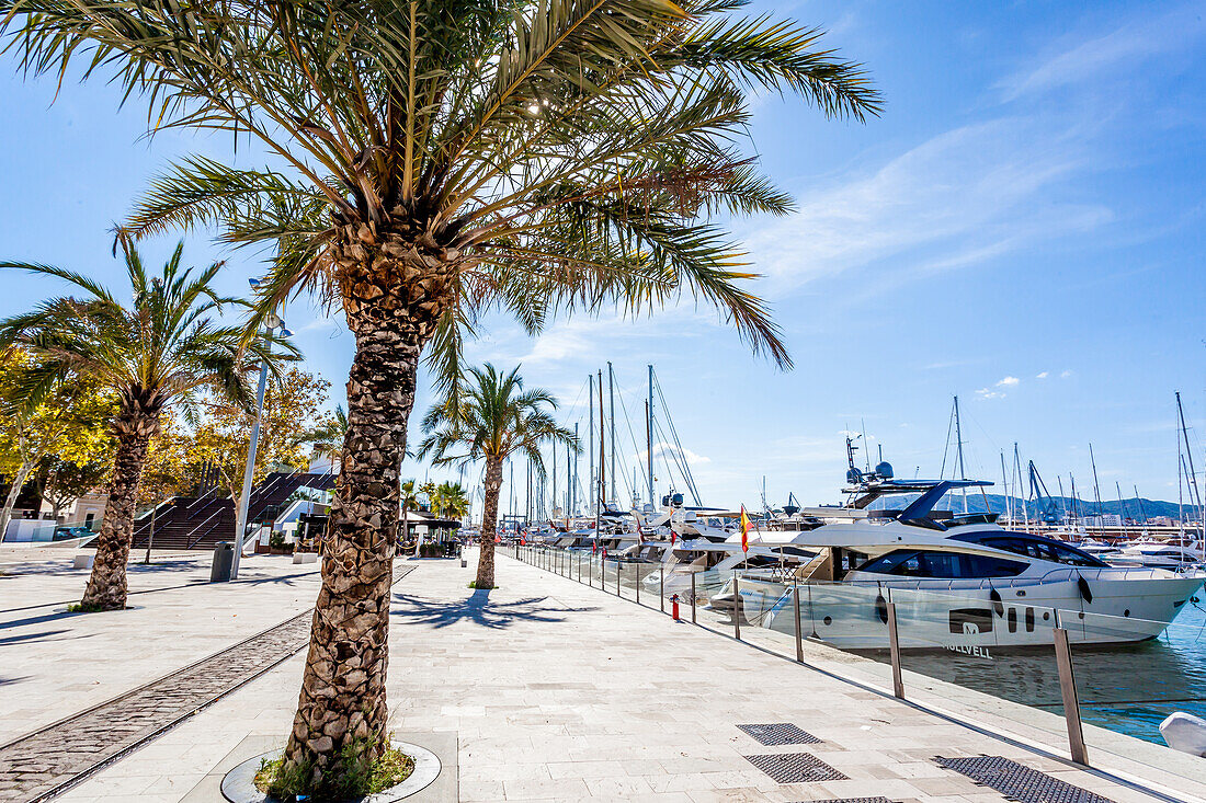 Luxus-Yachten im Hafen von Palma, Mallorca, Spanien, Europa