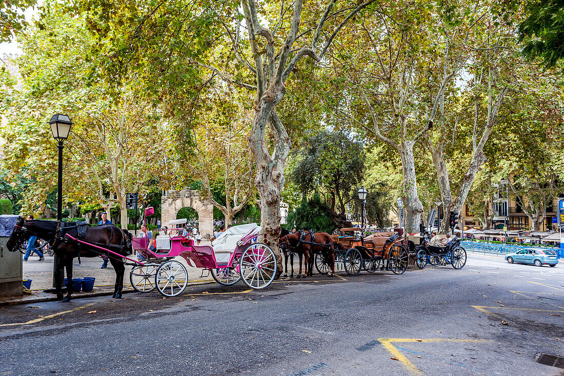 Horse carriages in the old town of Palma, historic city centre, Ciutat Antiga, Palma de Mallorca, Majorca, Balearic Islands, Mediterranean Sea, Spain, Europe