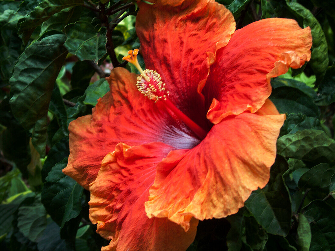 Red and Orange Hibiscus Flower