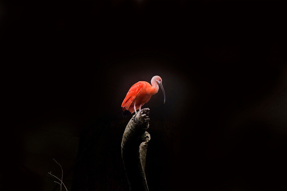 Scarlet Ibis, Eudocimus ruber, Against Black Background