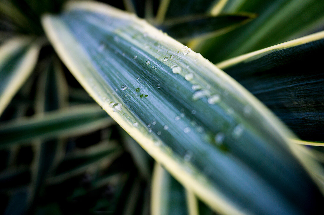 Close-Up of Yucca Plant with Morning Dew