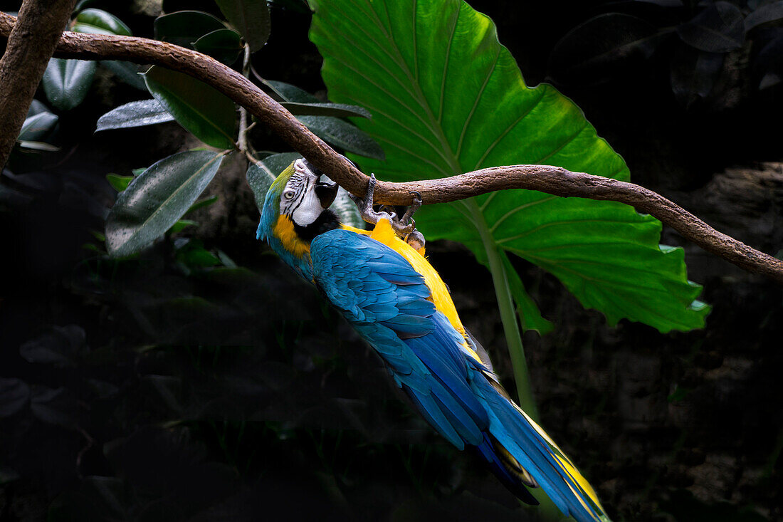 Blue and Gold Macaw, Ara Ararauna, on Branch