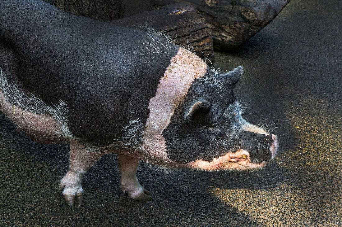 High Angle View von Topf aufgeblähtes Schwein