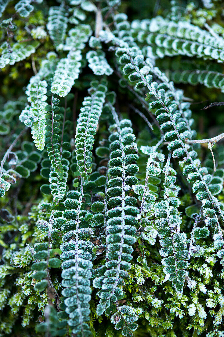 Frozen Green Ferns