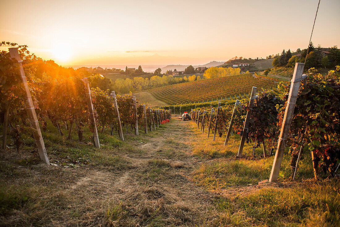 Vineyard at Sunset, Monforte d’Alba, Piedmont, Italy