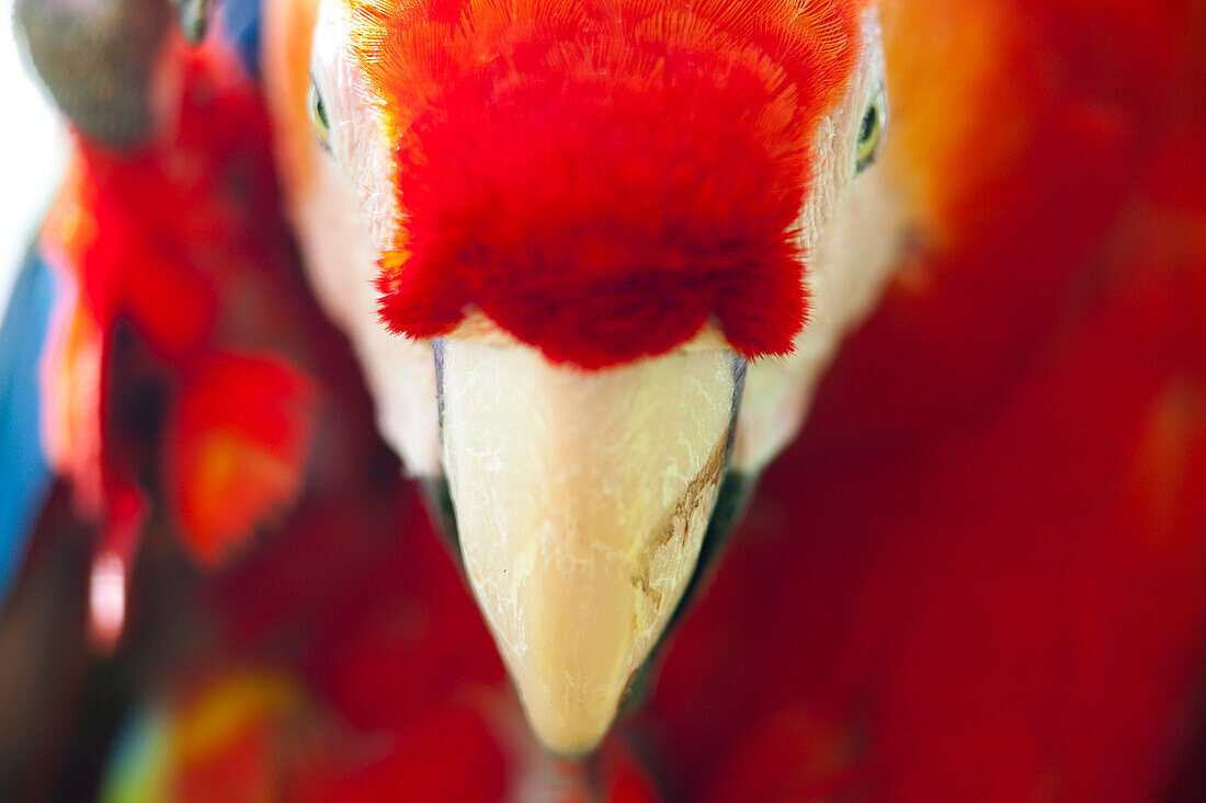 Scarlet macaw, Amazon basin, Peru.