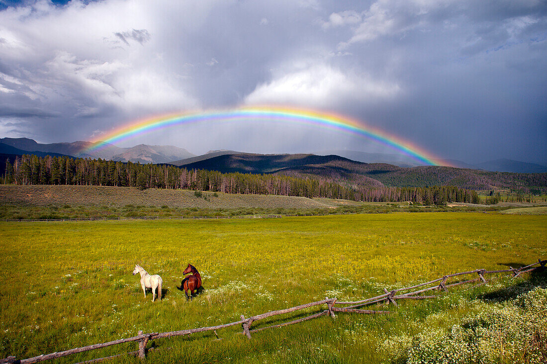 Horses in summer meadow below rainbow, Devil's Thumb Ranch, Colorado