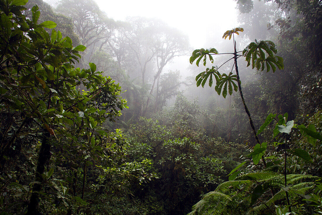 Dense vegetation of Santa Lucia Cloud forest reserve, Ecuador