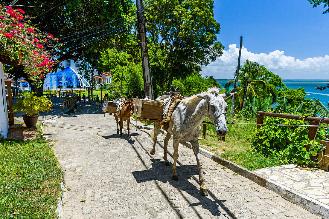 Foto von Arbeitspferden mit Last, Morro de Sao Paulo, Bundesstaat Süd-Bahia, Brasilien