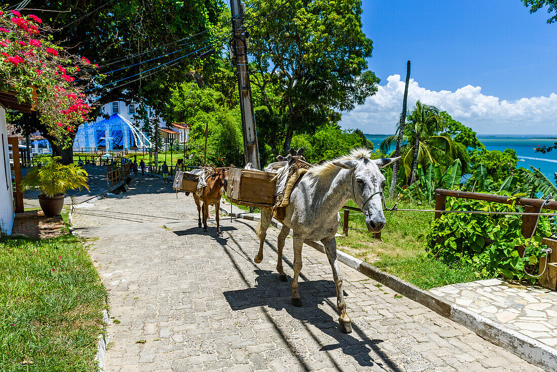 Photograph of working horses carrying load, Morro de Sao Paulo, south Bahia state, Brazil