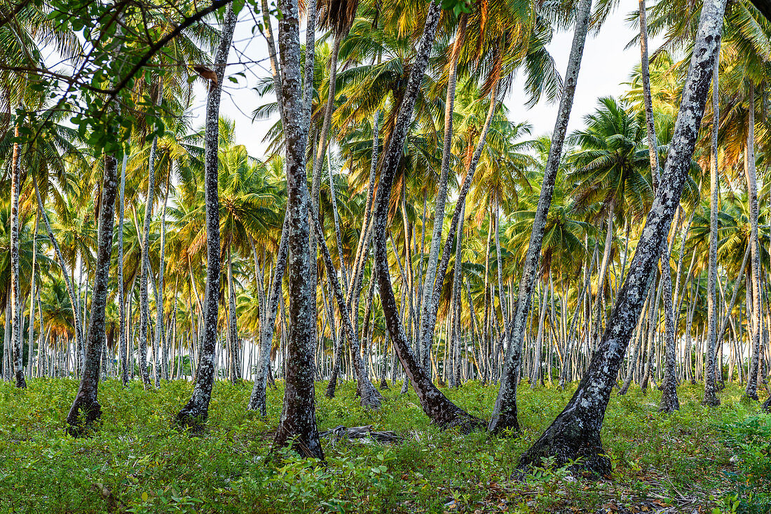 Beautiful tropical scenery with coconut palm trees, Boipeba Island, Bahia, Brazil