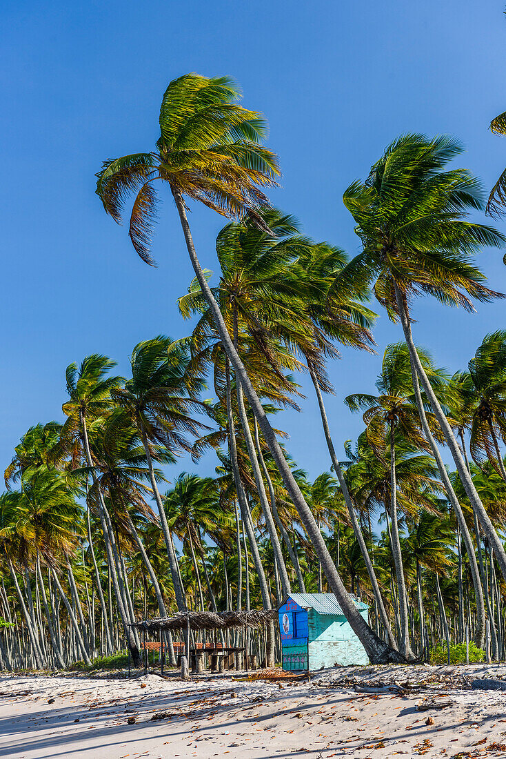 Photograph of small abandoned house between coconut palm trees, Boipeba Island, South Bahia, Brazil