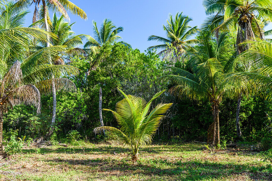 Tropical beach with young coconut palm tree in south Bahia, Ilha de Boipeba, Brazil
