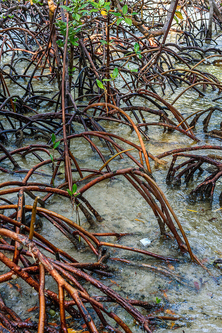 Aerial mangrove roots in South Bahia, Ilha de Boipeba, Brazil